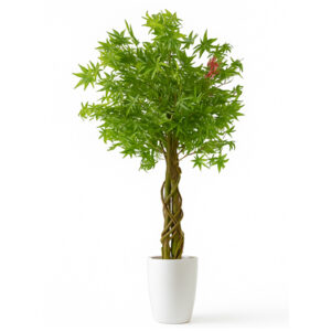 درختچه-افرا-تنه-چوبی-بافته-گلدان-استوانه‌ای-سفید-1