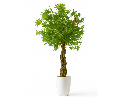 درختچه-افرا-تنه-چوبی-بافته-گلدان-استوانه‌ای-سفید-1