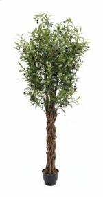 درختچه-زیتون-تنه-بافته