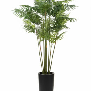 درختچه-شامادورا-بلند-2.20-سانت-با-گلدان-مشکی-استوانه‌ای-2