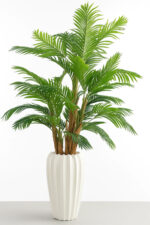 درختچه-نخل-کنتیا-چندتنه-چوبی-پر-حجم-بدون-گلدان