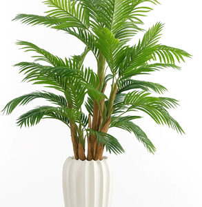 درختچه-نخل-کنتیا-چندتنه-چوبی-پر-حجم-بدون-گلدان