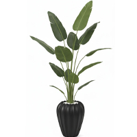 درختچه-پهن-برگ-بزرگ-پرنده-بهشتی-200
