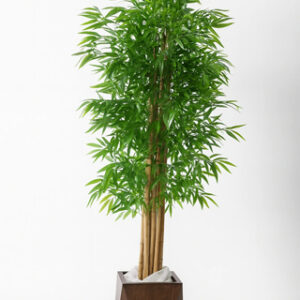 درختچه-بامبو-با-تنه‌های-طبیعی-160-سانت