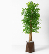 درختچه-بامبو-با-تنه‌های-طبیعی-200