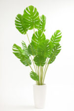 درختچه-برگ-انجیری-17-شاخه-200