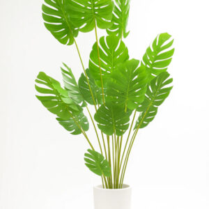 درختچه-برگ-انجیری-17-شاخه