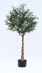 درختچه-زیتون-تنه-طبیعی-بدون-گلدان