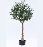 درختچه-زیتون-تنه-طبیعی-بدون-گلدان-200