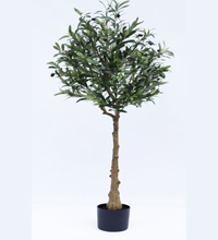 درختچه-زیتون-تنه-طبیعی-بدون-گلدان-200