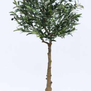 درختچه-زیتون-تنه-طبیعی-بدون-گلدان
