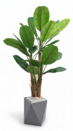 درختچه-موز-2متر-و-30-سانت