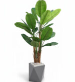 درختچه-موز-2متر-و-30-سانت-200