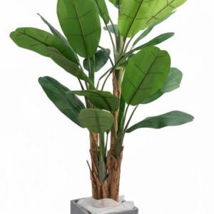 درختچه-موز-2متر-و-30-سانت