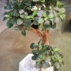 200-درختچه-شفلورا-تنه-موم-80-سانتی-بدون-گلدان-.N