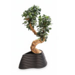 درختچه-شفلورا-تنه-موم-80-سانتی-با-گلدان-مشکی-