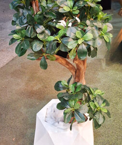 درختچه-شفلورا-تنه-موم-80-سانتی-بدون-گلدان-