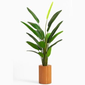 درختچه-پرنده-بهشتی-30-برگی-باریک-1.60-متر-بدون-گلدان-