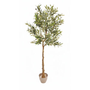 درختچه-زیتون-تنه-طبیعی-1.30-متر-بدون-گلدان-