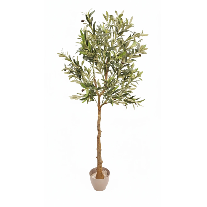 درختچه-زیتون-تنه-طبیعی-1.30-متر-بدون-گلدان-