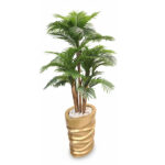 درختچه-نخل-کنتیا-پنج-تنه-بافت-طبیعی-بدون-گلدان-